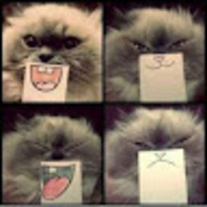 Meet your Posher, Angelica